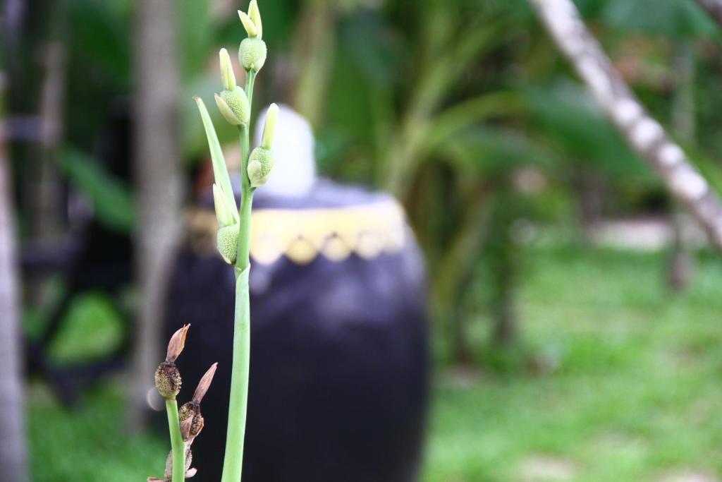 Gloria Angkor Hotel Siem Reap Eksteriør billede